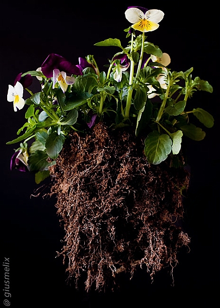4) Terra (40D_2440_5rid).jpg